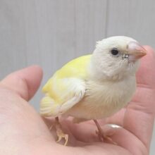 最新画像あります！レアです❗️イエローコキン鳥ヒナさんいますよ〜
