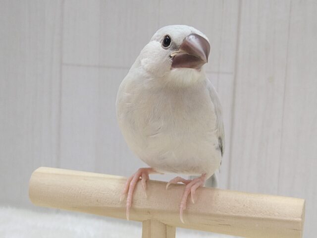 最新画像・動画あります!渋カッコイイ文鳥のヒナさん来ましたよ〜シルバー文鳥 シルバー文鳥