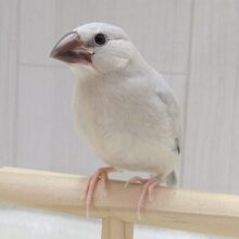 最新画像・動画あります！渋カッコイイ文鳥のヒナさん来ましたよ〜シルバー文鳥