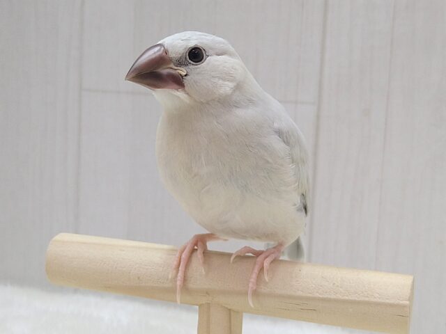 最新画像・動画あります!渋カッコイイ文鳥のヒナさん来ましたよ〜シルバー文鳥 最新画像・動画あります!渋カッコイイ文鳥のヒナさん来ましたよ〜シルバー文鳥