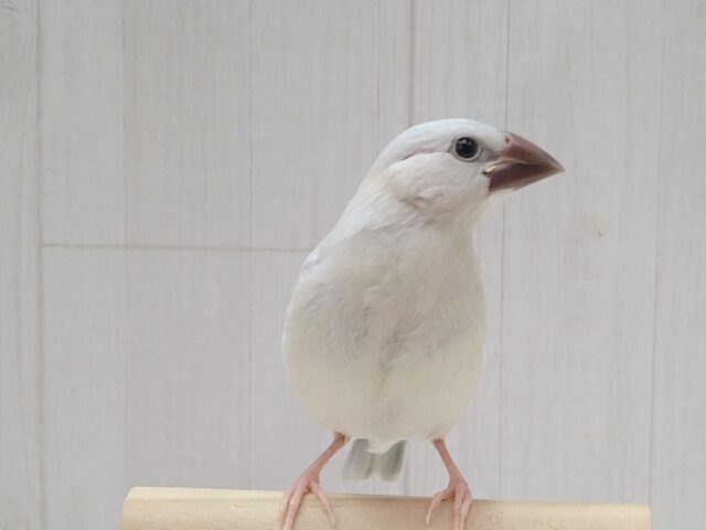 最新画像・動画あります!渋カッコイイ文鳥のヒナさん来ましたよ〜シルバー文鳥 シルバー文鳥