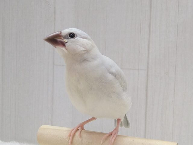 最新画像・動画あります!渋カッコイイ文鳥のヒナさん来ましたよ〜シルバー文鳥 シルバー文鳥
