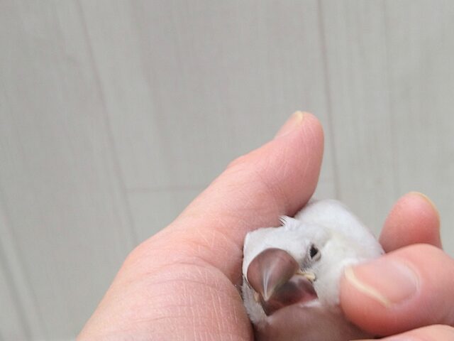 最新画像・動画あります!渋カッコイイ文鳥のヒナさん来ましたよ〜シルバー文鳥 シルバー文鳥