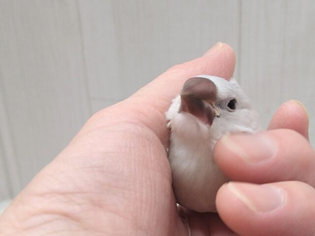 最新画像・動画あります!渋カッコイイ文鳥のヒナさん来ましたよ〜シルバー文鳥 シルバー文鳥