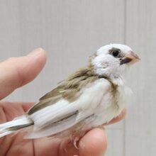 最新画像あります！今だけ！ミニミニモヒカン十姉妹ヒナさん来ましたよ〜