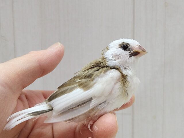 最新画像あります！今だけ！ミニミニモヒカン十姉妹ヒナさん来ましたよ〜