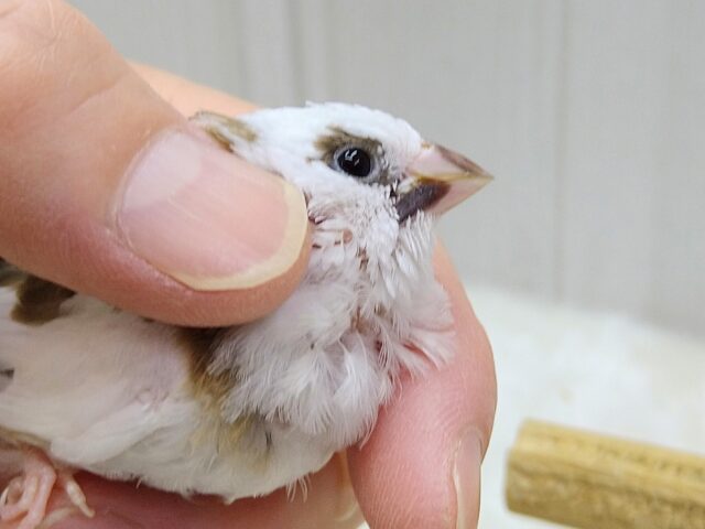 十姉妹（ジュウシマツ）