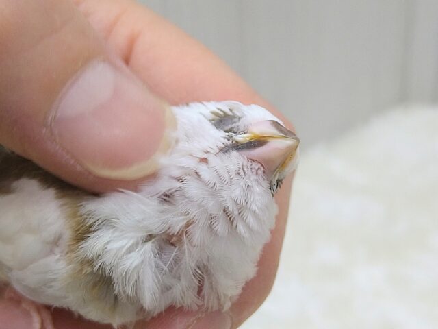 十姉妹（ジュウシマツ）