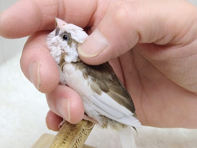 十姉妹（ジュウシマツ）