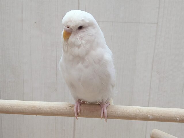 最新画像あります!大きな純白天使👼ジャンボセキセイインコのしらたまさん🤍 ジャンボセキセイインコ