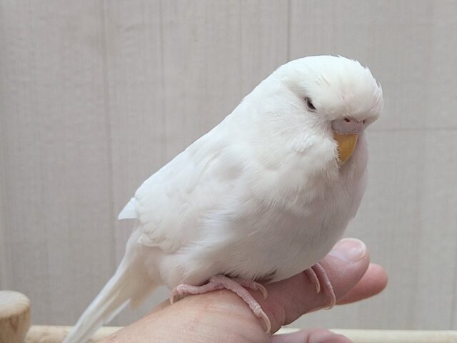 最新画像あります!大きな純白天使👼ジャンボセキセイインコのしらたまさん🤍 ジャンボセキセイインコ