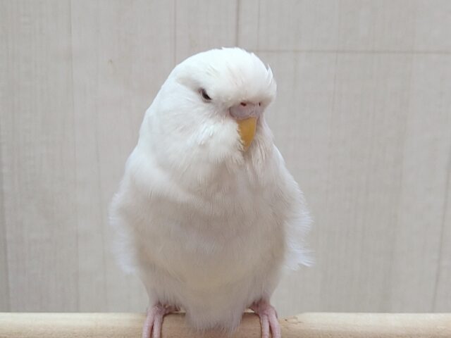 最新画像あります！大きな純白天使👼ジャンボセキセイインコのしらたまさん🤍