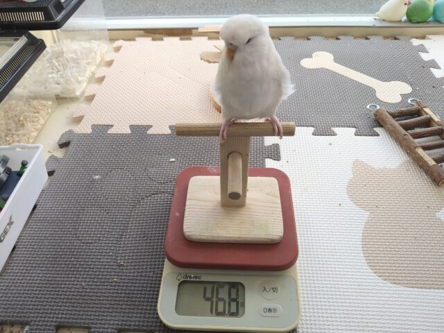 最新画像あります!大きな純白天使👼ジャンボセキセイインコのしらたまさん🤍 ジャンボセキセイインコ