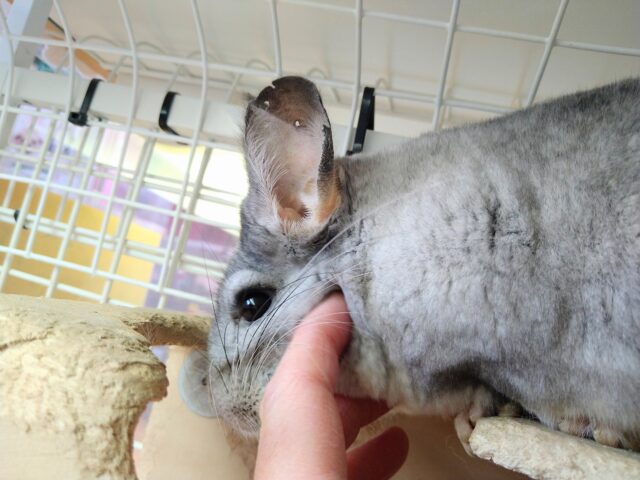 最新画像有ります💕お腹で分かれるお色が素敵です✨チンチラのパイド🩶🖤 チンチラ