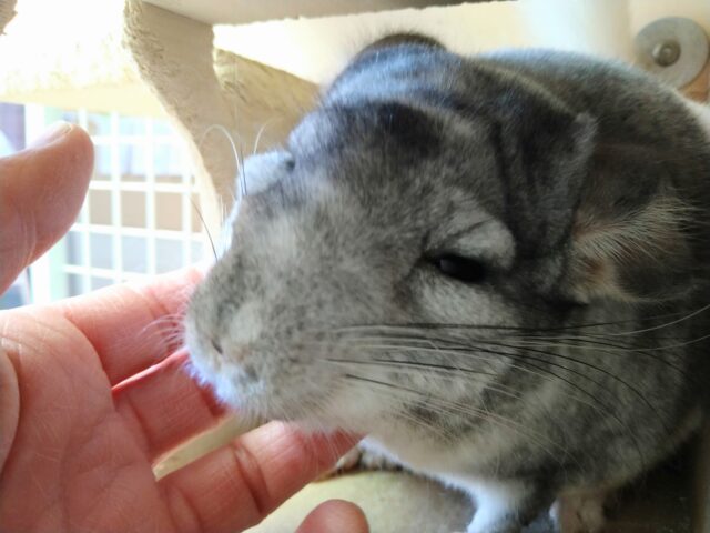 最新画像有ります💕お腹で分かれるお色が素敵です✨チンチラのパイド🩶🖤 チンチラ