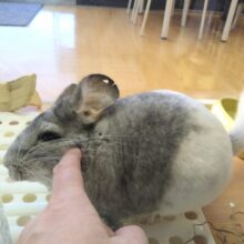 最新画像有ります💕お腹で分かれるお色が素敵です✨チンチラのパイド🩶🖤