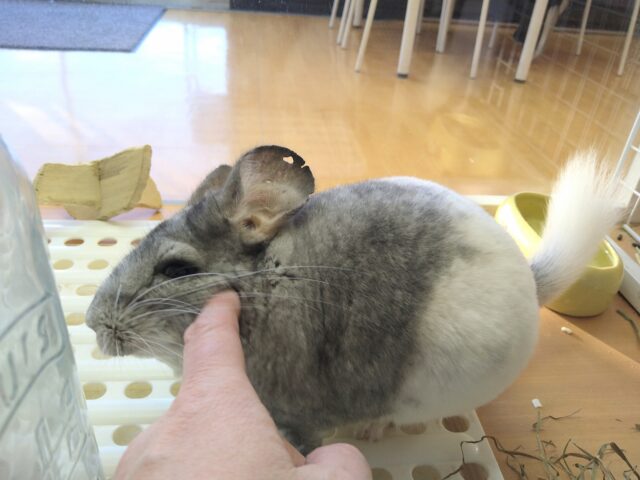 最新画像有ります💕お腹で分かれるお色が素敵です✨チンチラのパイド🩶🖤