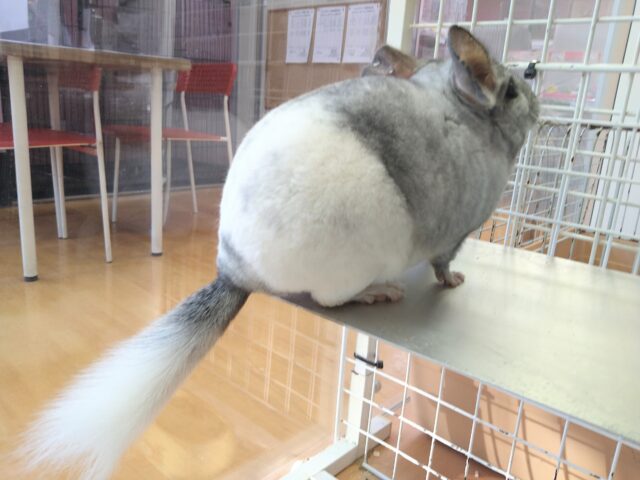 最新画像有ります💕お腹で分かれるお色が素敵です✨チンチラのパイド🩶🖤 チンチラ