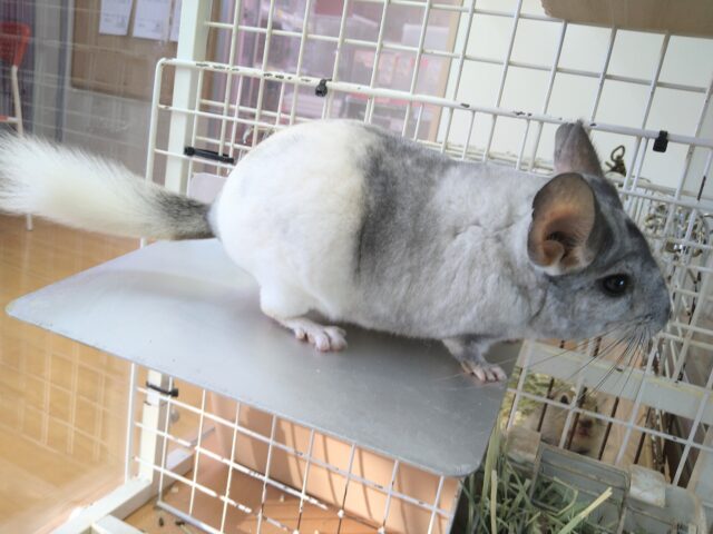 最新画像有ります💕お腹で分かれるお色が素敵です✨チンチラのパイド🩶🖤 チンチラ