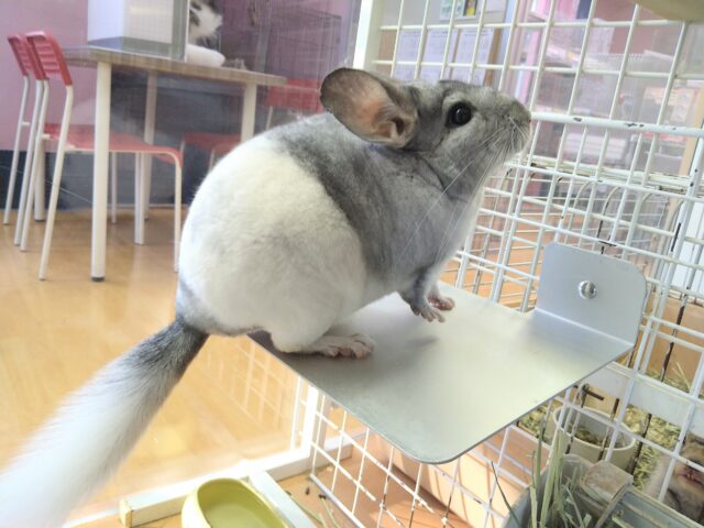 最新画像有ります💕お腹で分かれるお色が素敵です✨チンチラのパイド🩶🖤 チンチラ