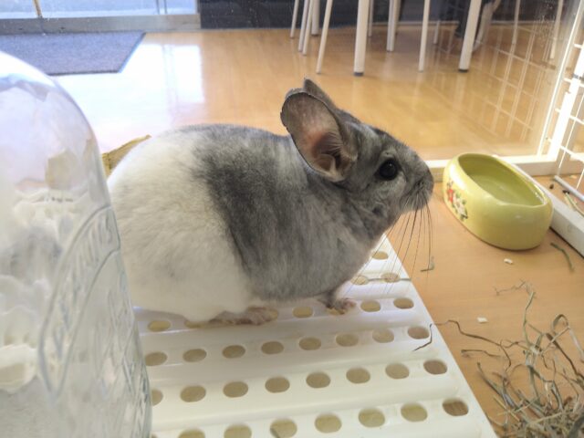 最新画像有ります💕お腹で分かれるお色が素敵です✨チンチラのパイド🩶🖤 チンチラ