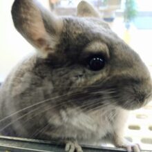 最新画像有ります⭐️まん丸おめめがキュートな子っ❣️チンチラのバイオレット！！