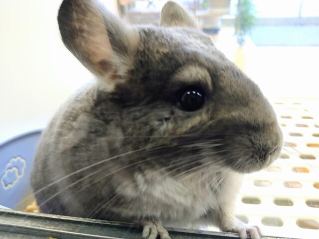 最新画像有ります⭐️まん丸おめめがキュートな子っ❣️チンチラのバイオレット！！