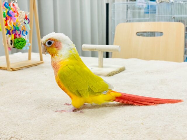 【最新画像】表情豊かで癒される🫧ホオミドリウロコインコ(サンチーク) ホオミドリウロコインコ