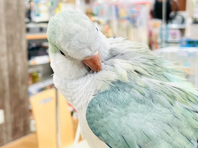 オキナインコ
