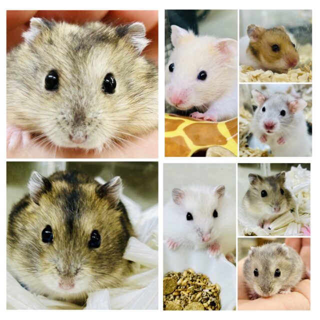 柏店　ハムちゃん入舎情報！！　