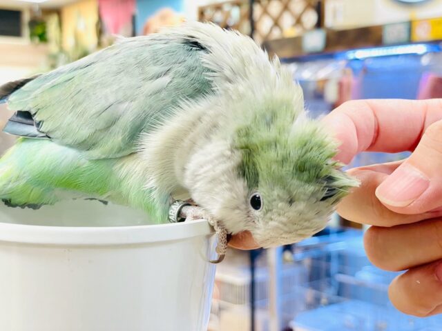 オキナインコ