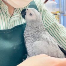 【最新画像】待ちに待ったヨウムちゃん登場です☆☆