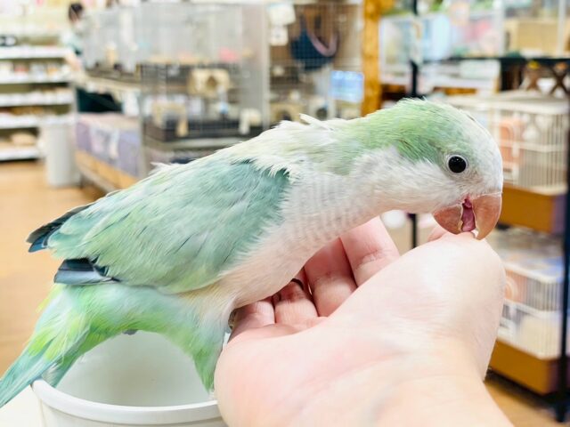 オキナインコ