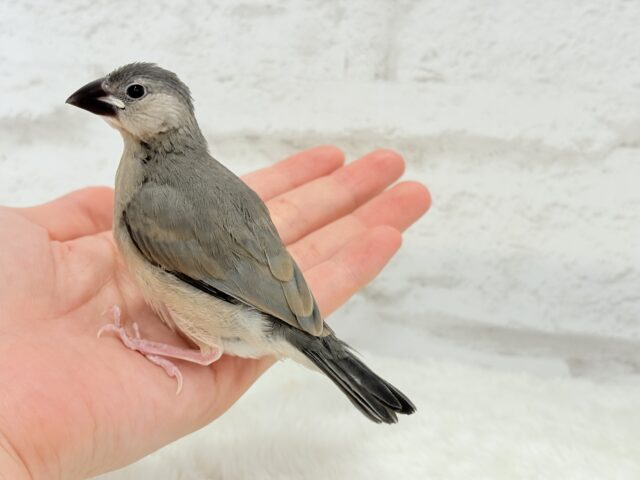 【動画更新🪄ひとり餌になりました☆】これから先の未来が楽しみ♬*° 桜文鳥 ヒナ 桜文鳥