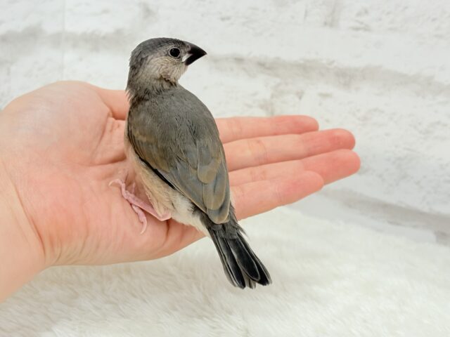 【動画更新🪄ひとり餌になりました☆】これから先の未来が楽しみ♬*° 桜文鳥 ヒナ 桜文鳥