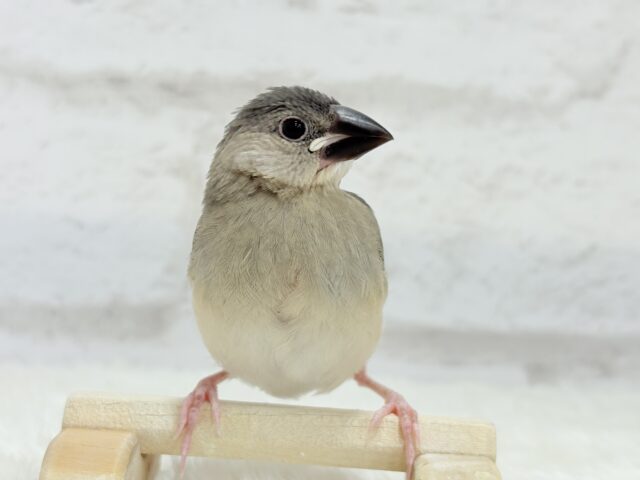 【動画更新🪄ひとり餌になりました☆】これから先の未来が楽しみ♬*° 桜文鳥 ヒナ 桜文鳥