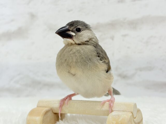 【動画更新🪄ひとり餌になりました☆】これから先の未来が楽しみ♬*° 桜文鳥 ヒナ 桜文鳥