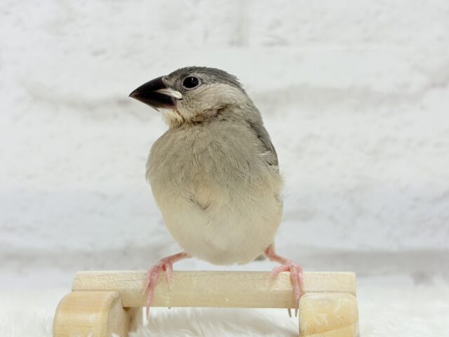 【動画更新🪄ひとり餌になりました☆】これから先の未来が楽しみ♬*° 桜文鳥 ヒナ 桜文鳥