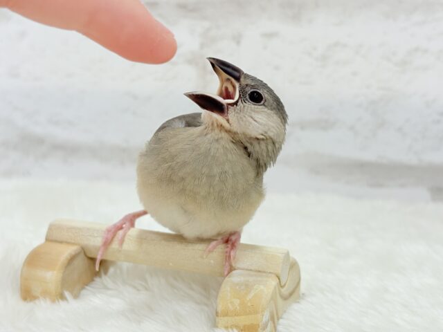 【動画更新🪄ひとり餌になりました☆】これから先の未来が楽しみ♬*° 桜文鳥 ヒナ 桜文鳥