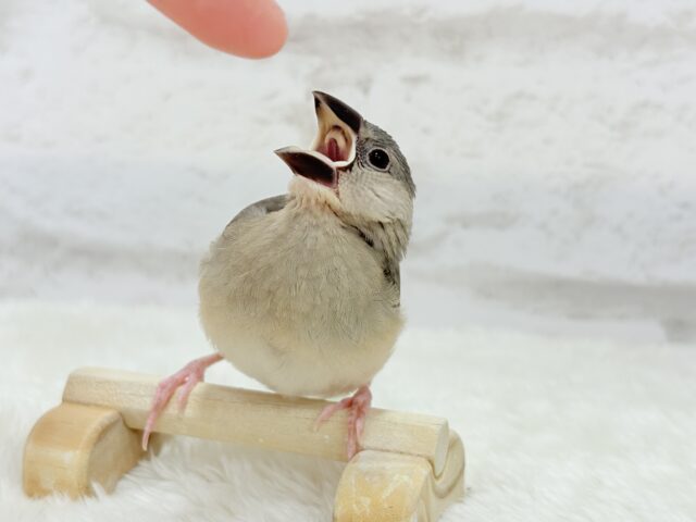 【動画更新🪄ひとり餌になりました☆】これから先の未来が楽しみ♬*° 桜文鳥 ヒナ 桜文鳥