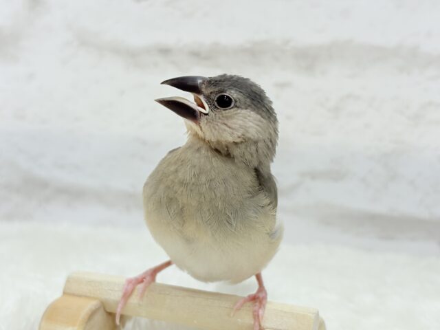 【動画更新🪄ひとり餌になりました☆】これから先の未来が楽しみ♬*° 桜文鳥 ヒナ 桜文鳥