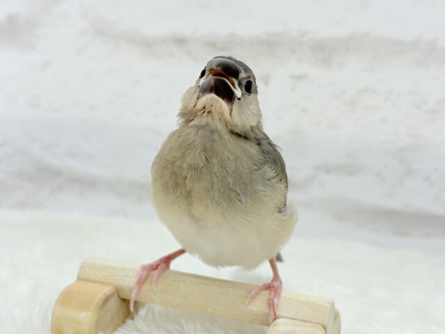 【動画更新🪄ひとり餌になりました☆】これから先の未来が楽しみ♬*° 桜文鳥 ヒナ 桜文鳥