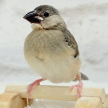 【最新画像更新🪄】これから先の未来が楽しみ♬*° 桜文鳥 ヒナ