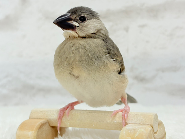 【動画更新🪄ひとり餌になりました☆】これから先の未来が楽しみ♬*° 桜文鳥 ヒナ 【動画更新🪄ひとり餌になりました☆】これから先の未来が楽しみ♬*° 桜文鳥 ヒナ