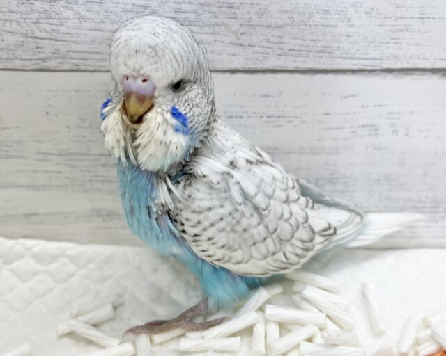 ジャンボセキセイインコ