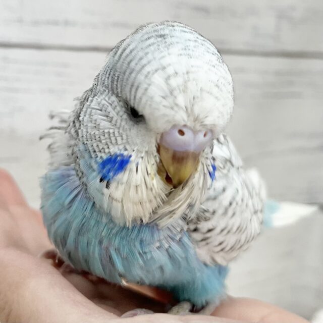 ボリューミーエンジェル🪽🩵✨ジャンボセキセイインコ（ブルースパングル）