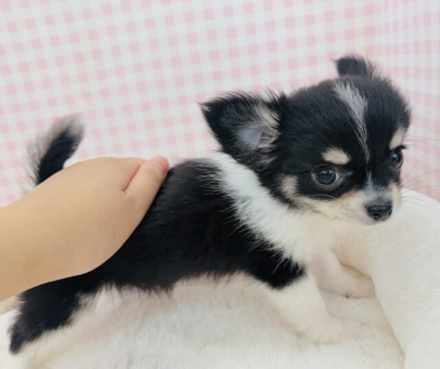 チワワ