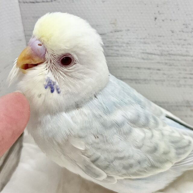 🌈✨激レア✨🌈美しすぎる〜‼️セキセイインコ（ファロー）