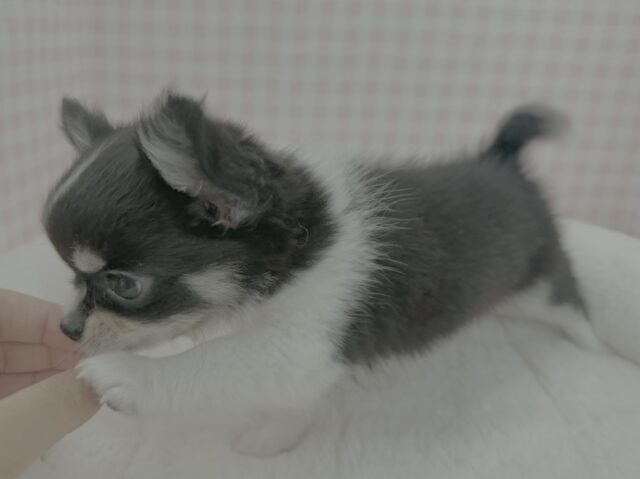 チワワ