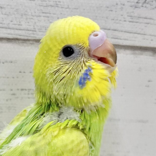 鮮やかライトグリーン🌱💛セキセイインコ（ウイング系）